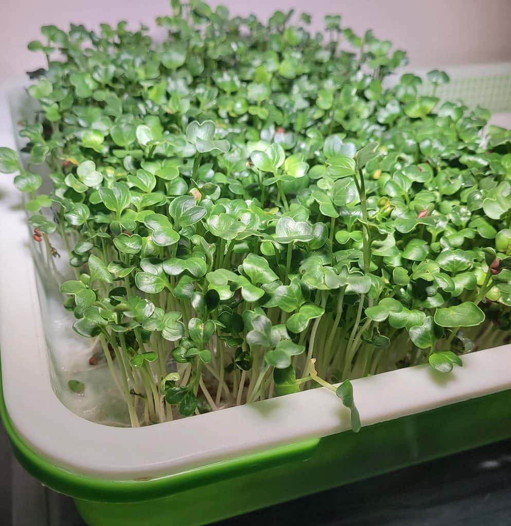 A tray of broccoli microgreens with tender green leaves