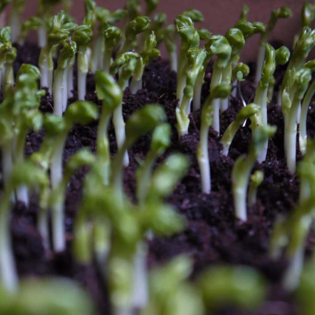 Pea shoots standing tall in their growing tray
