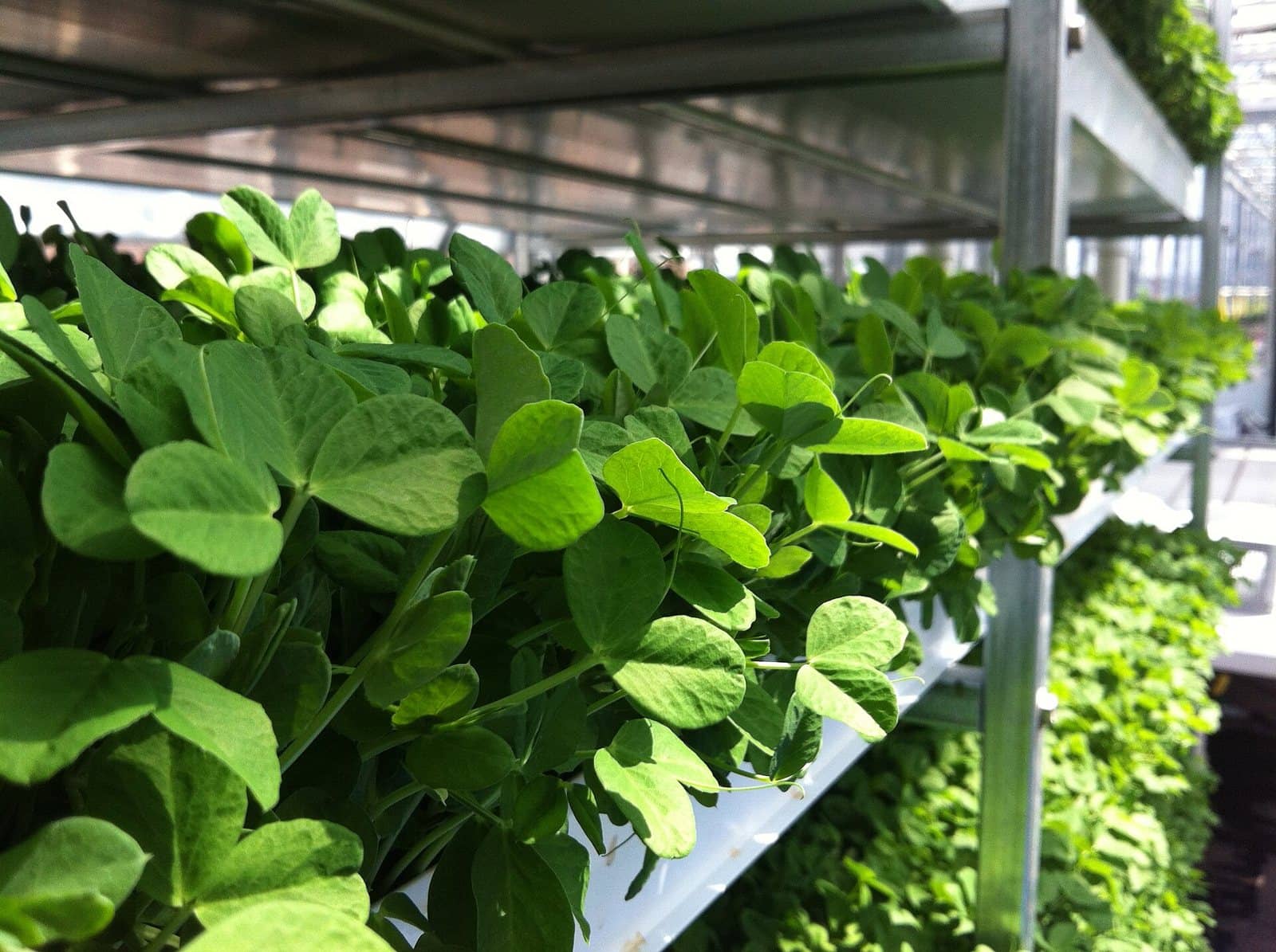 Pea shoots growing on tiered racks in a greenhouse