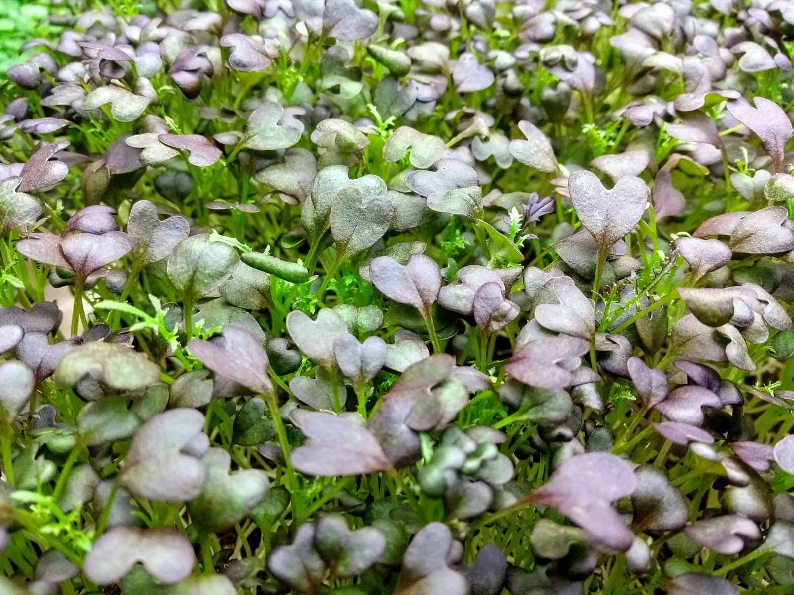 A dense tray of purple-tinged mizuna microgreens