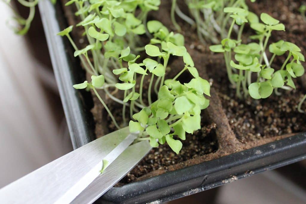 Cutting microgreens just above the growing medium at harvest