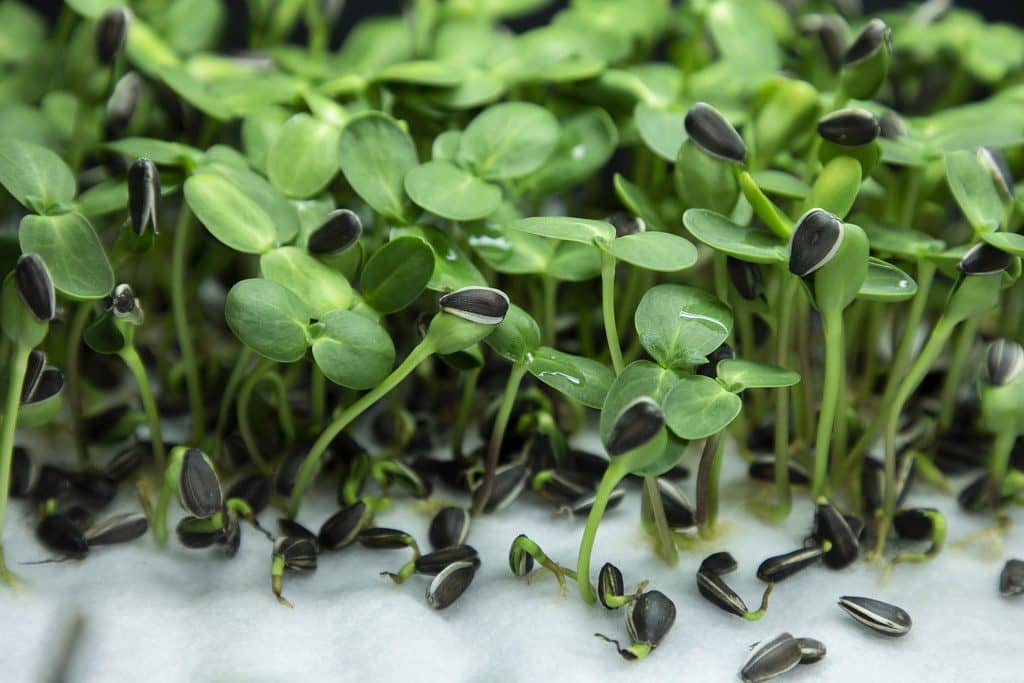 Sunflower microgreens with seed hulls still clinging to their fresh green leaves