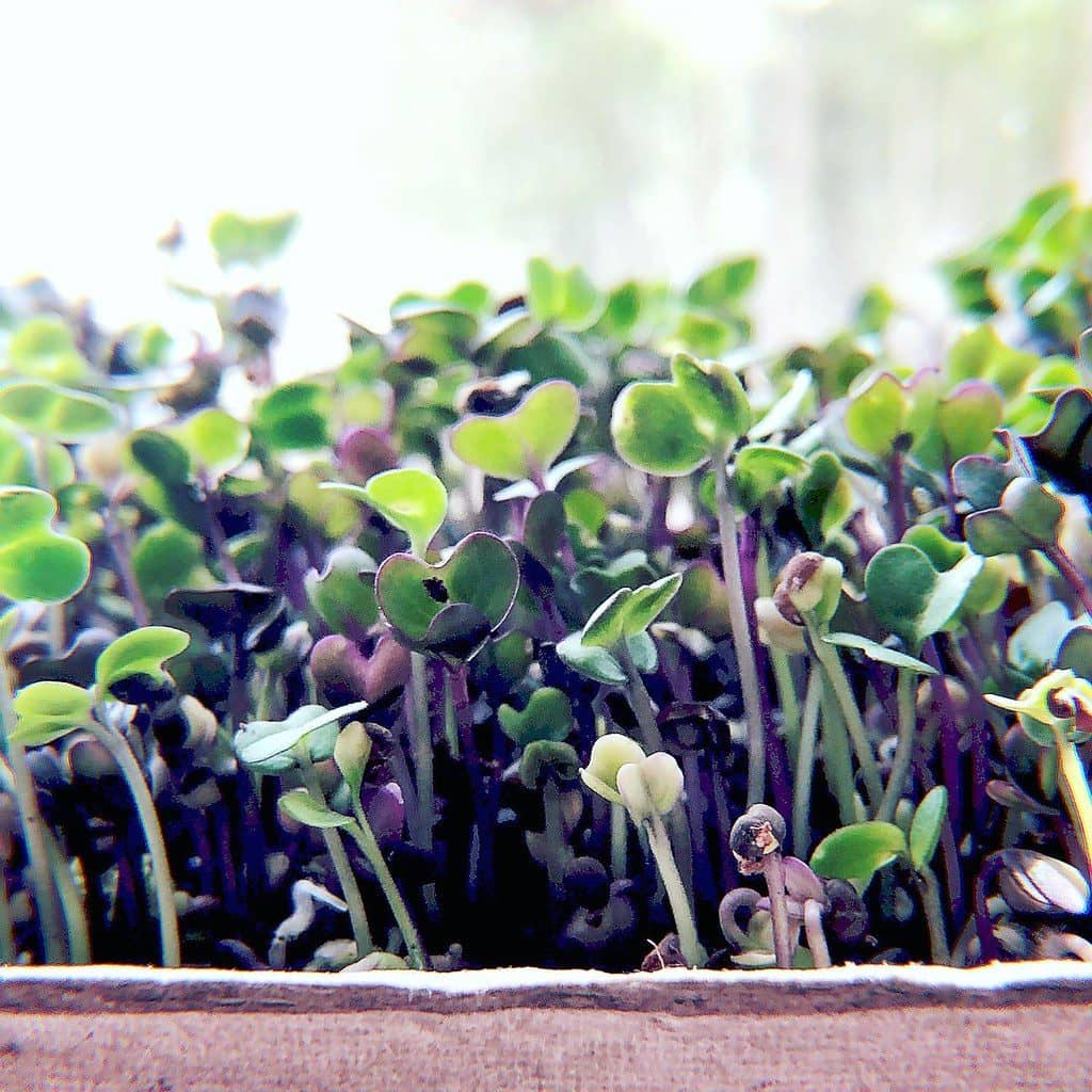 Purple-stemmed radish microgreens growing densely