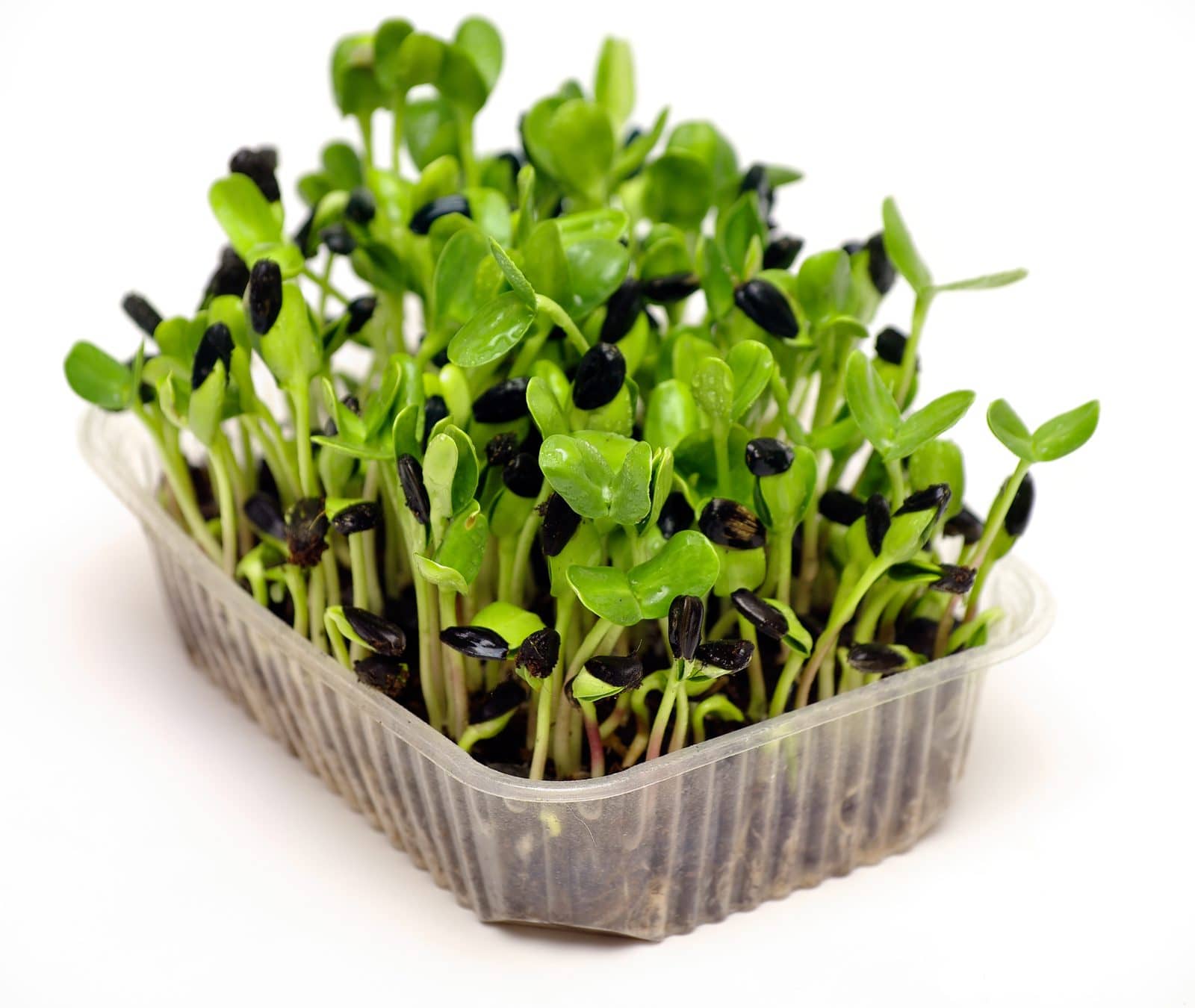 A punnet of crisp sunflower microgreens