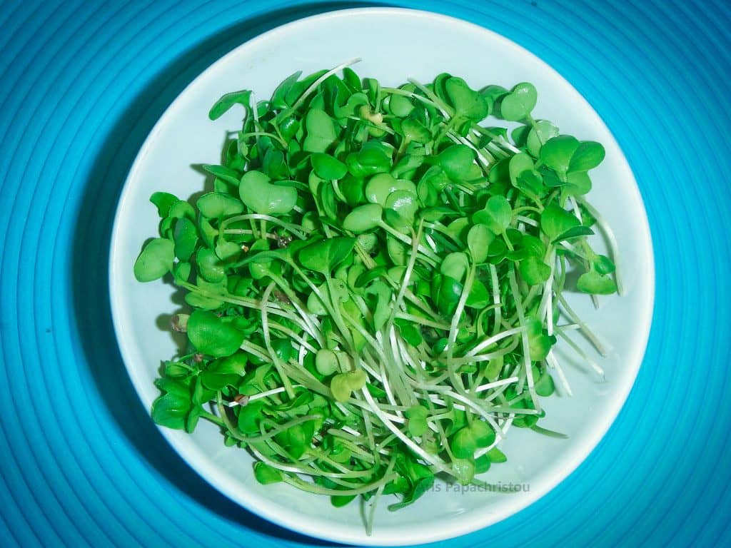 A bowl heaped with freshly cut microgreens